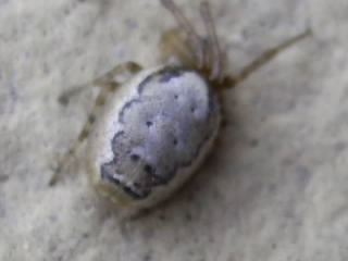 Zygiella sp.